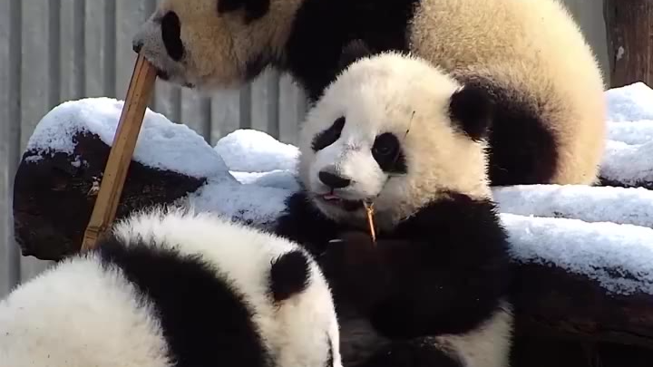【每日一滚】一只熊的寂寞,两只熊的错